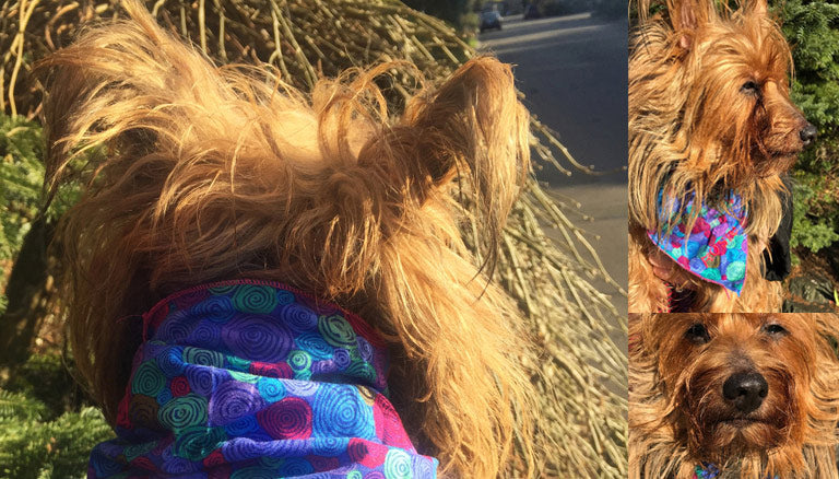 Image of For the Love of Pets thumbnail