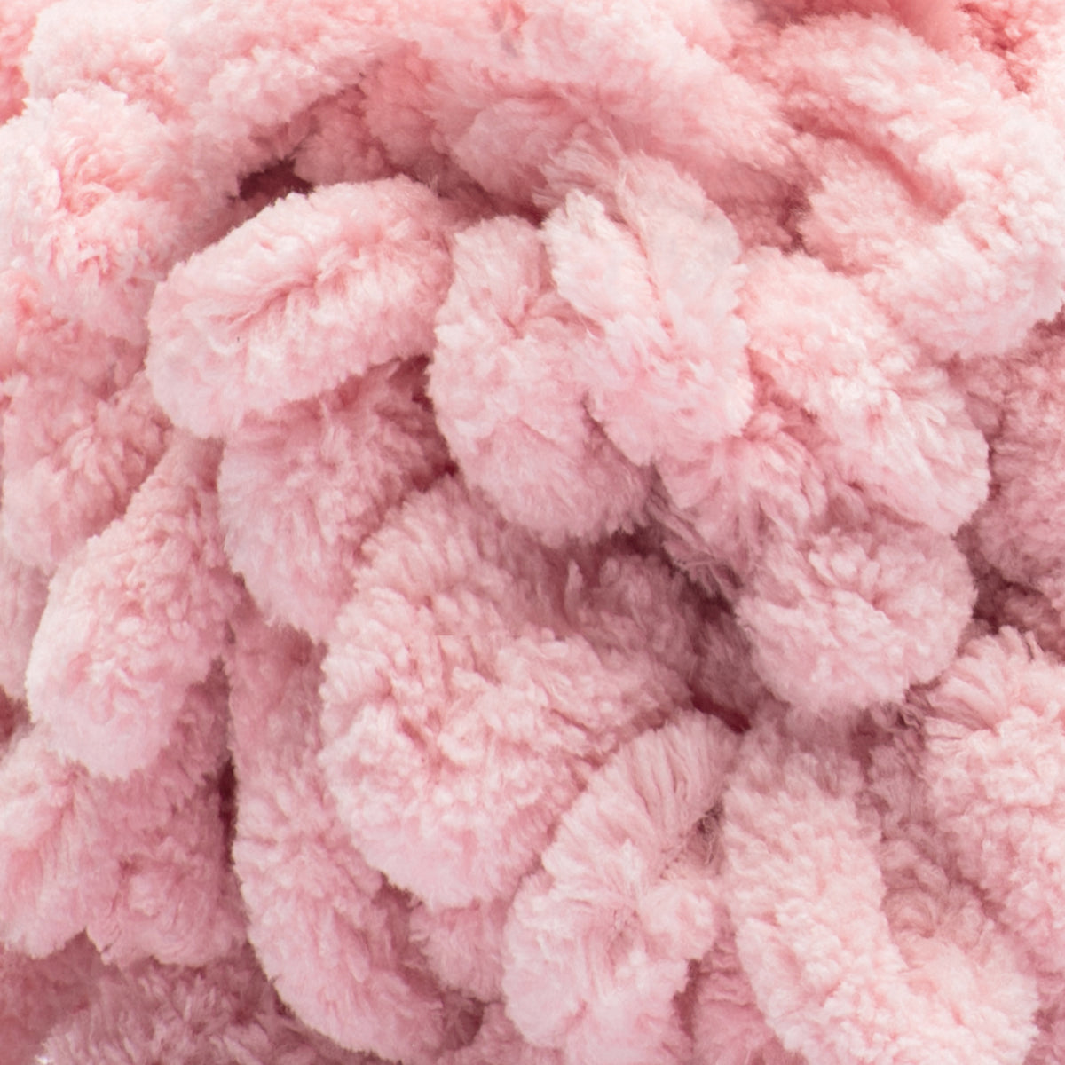 Blush Rose