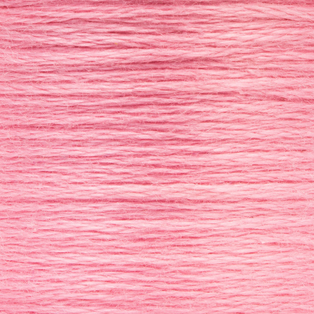0050 China Rose Medium