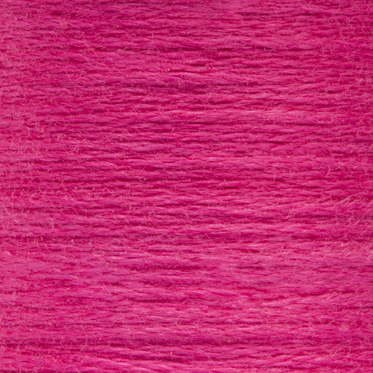 0057 Beauty Rose Medium