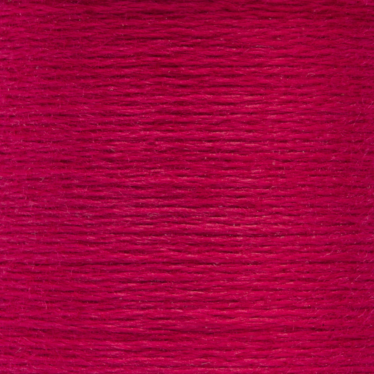 0059 China Rose