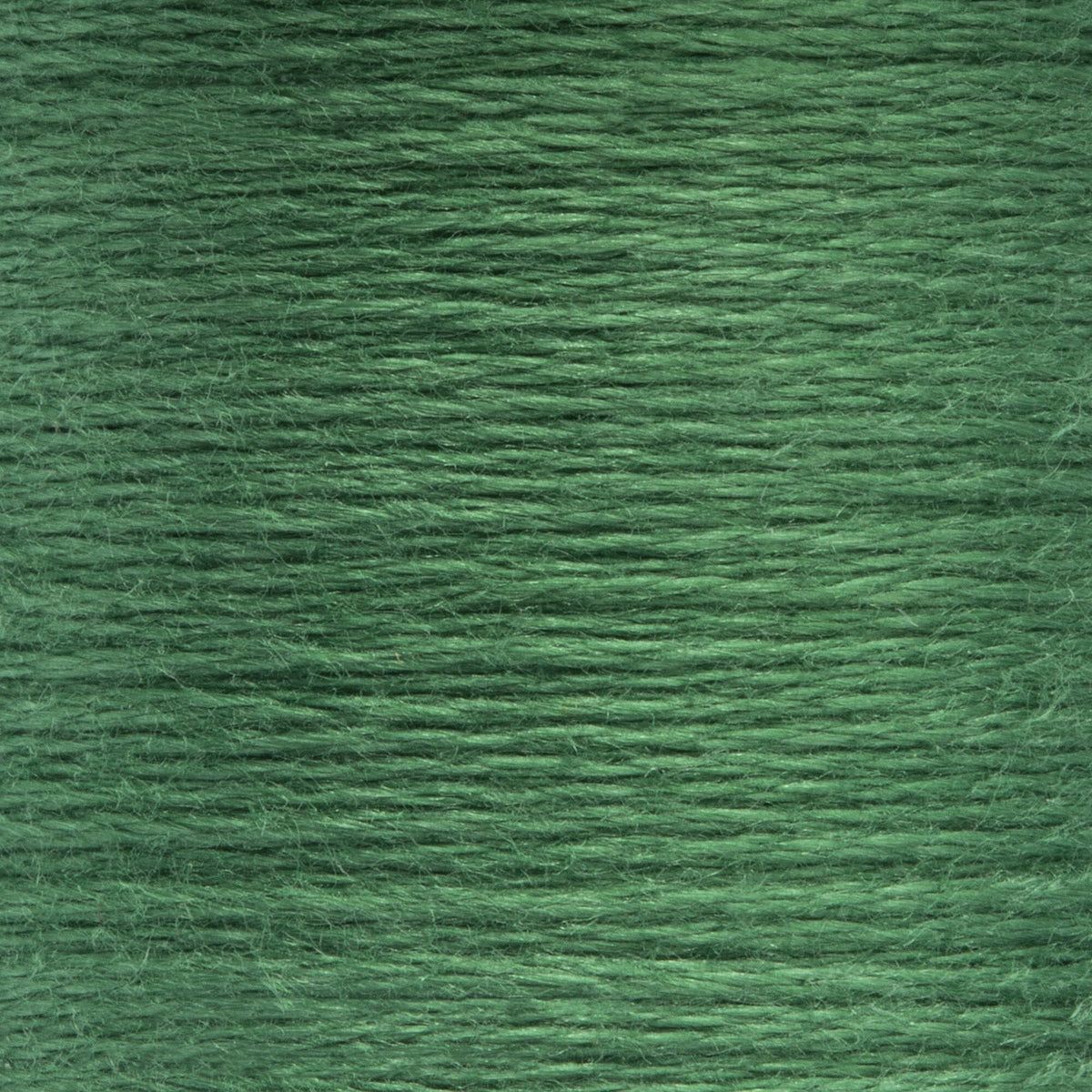 0210 Spruce Medium