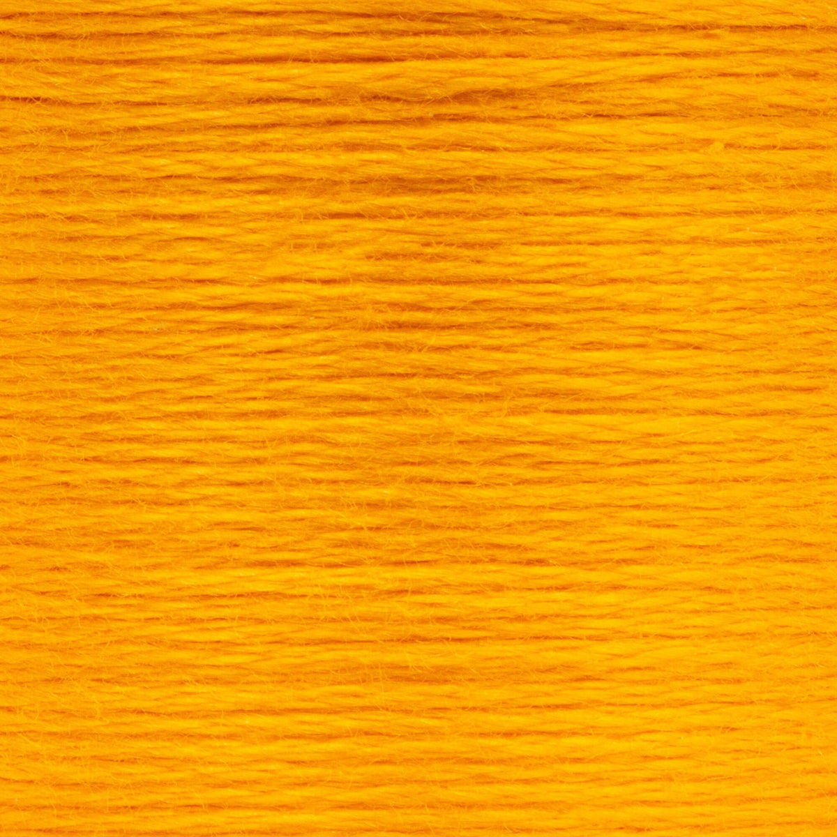 0303 Citrus Medium