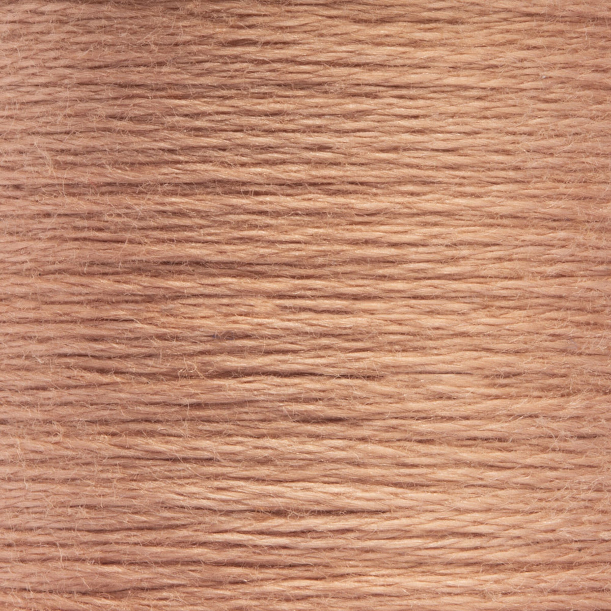 1008 Chicory Medium