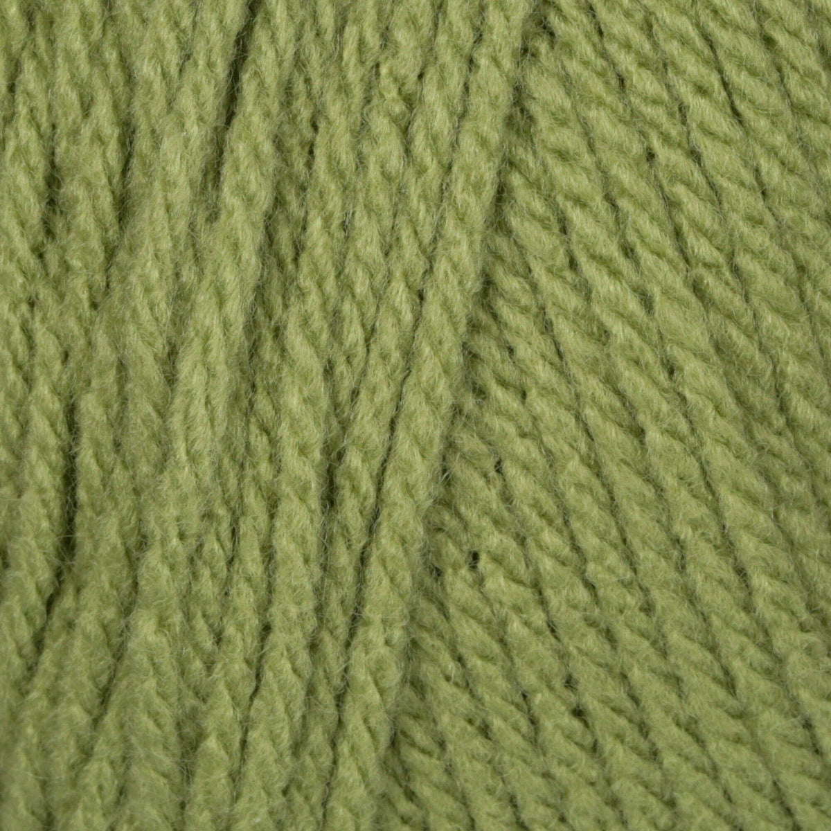 Fern