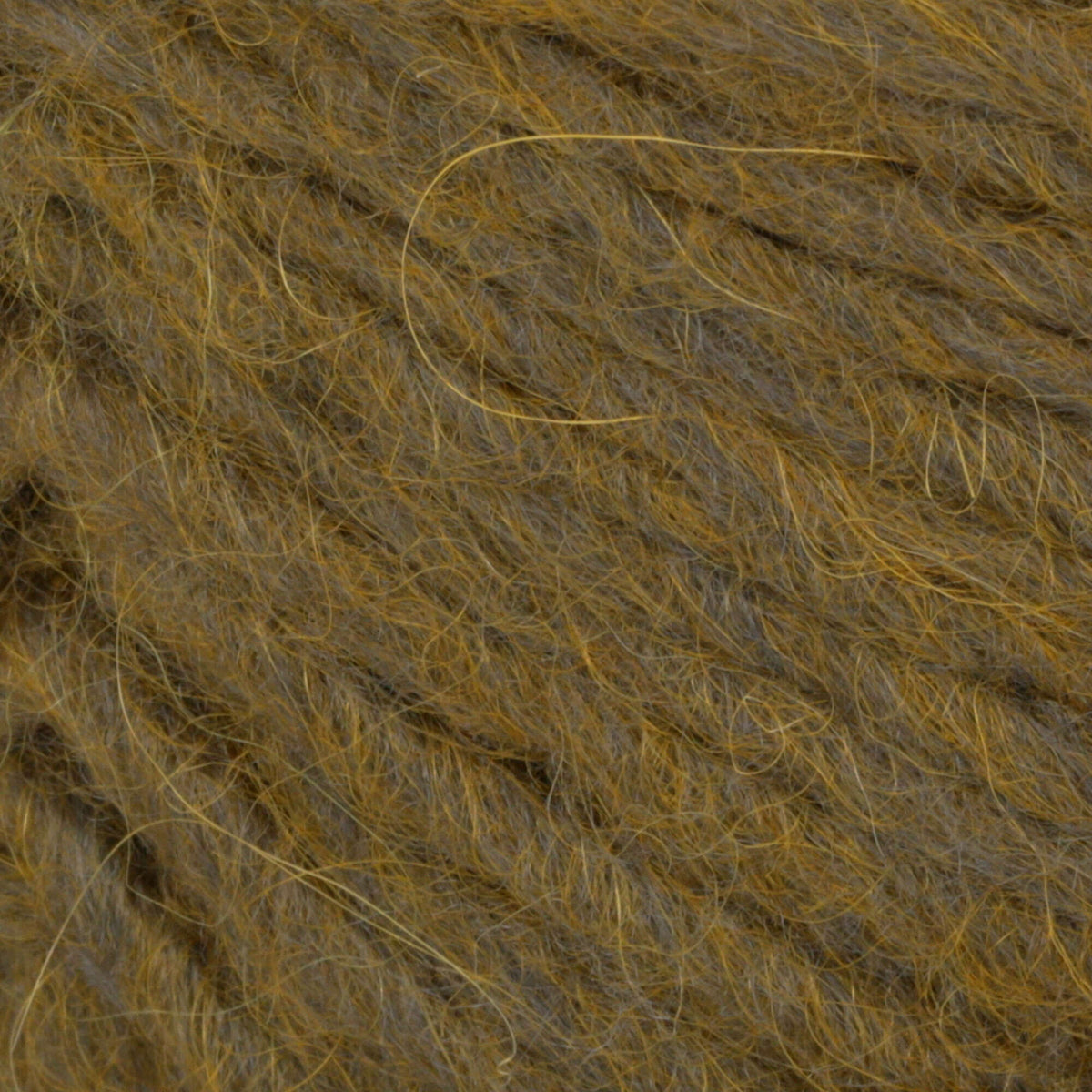 Lichen