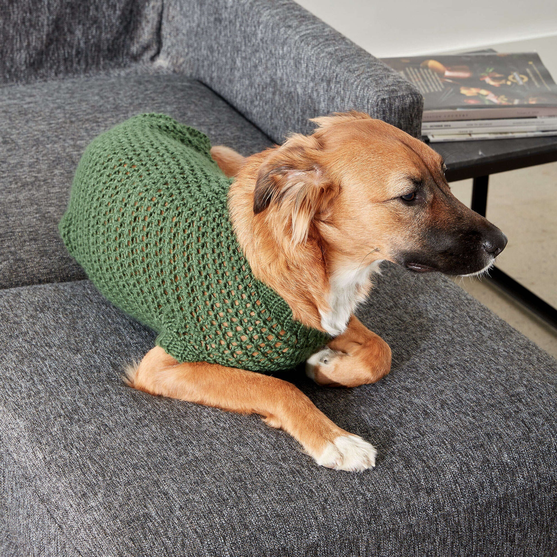 Free Caron Crochet Dapper Pup Sweater Pattern