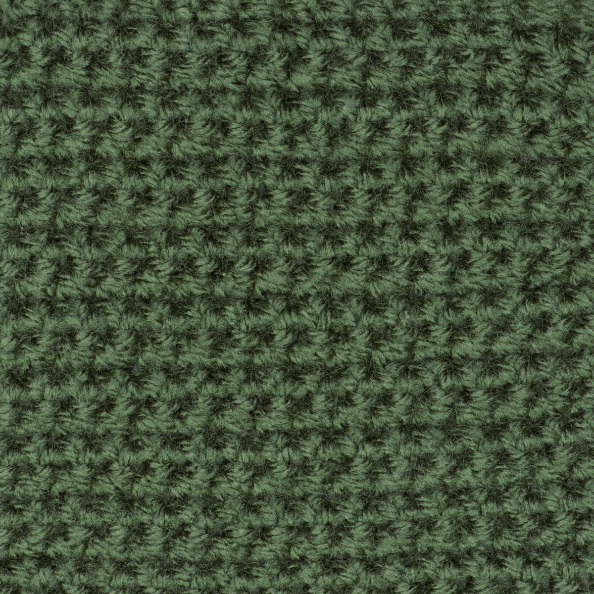 Medium Thyme