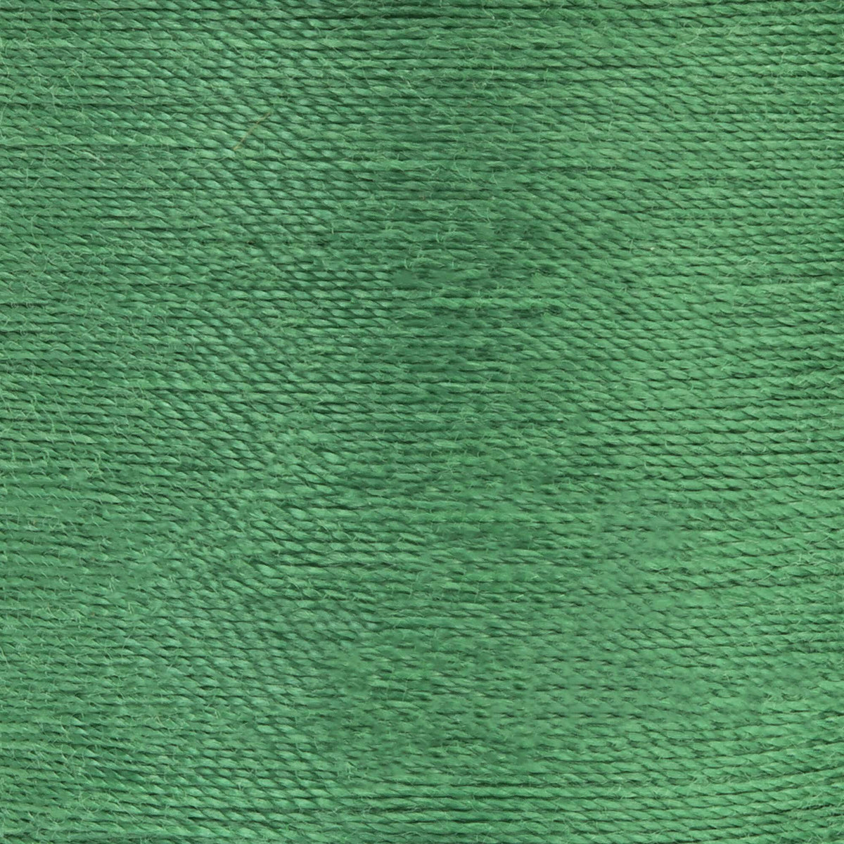 Fern