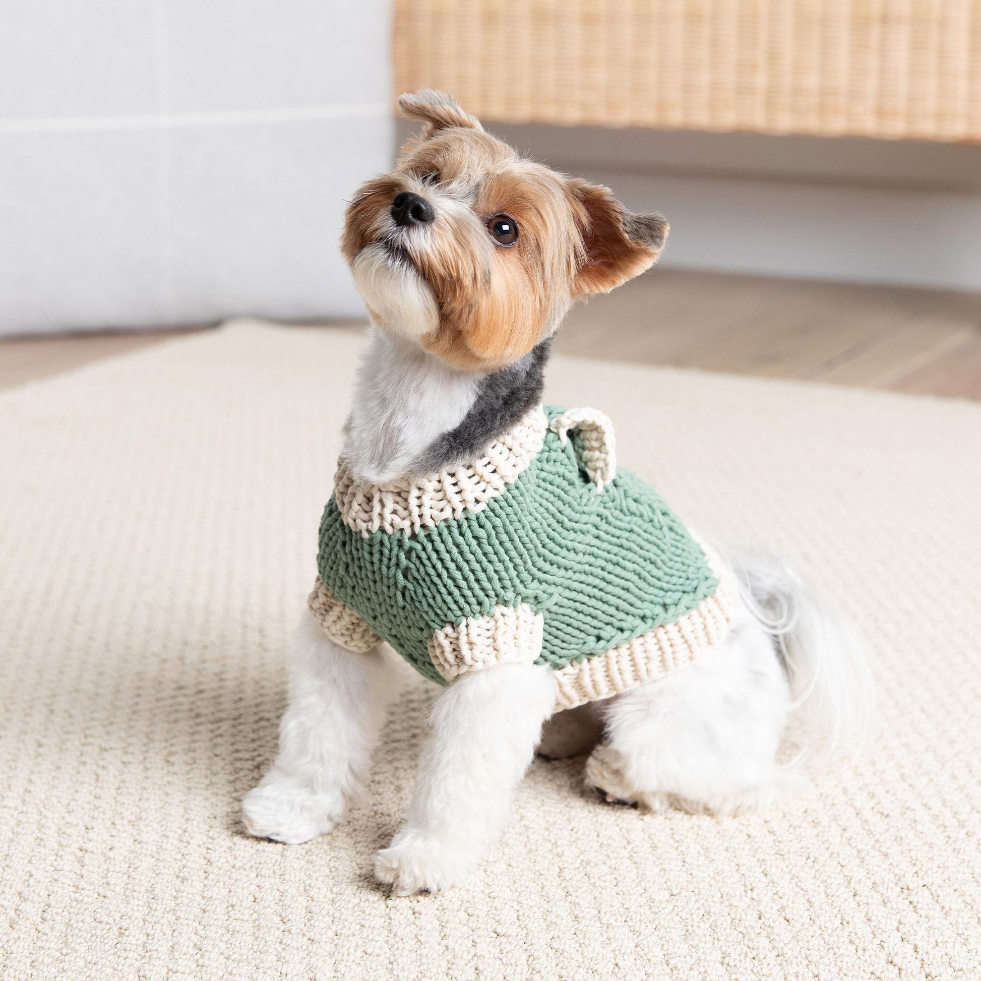 Free Easy Bernat Classic Knit Sweater For Dogs Pattern Yarnspirations free-easy-bernat-classic-knit-sweater-for-dogs-pattern-yarnspirations