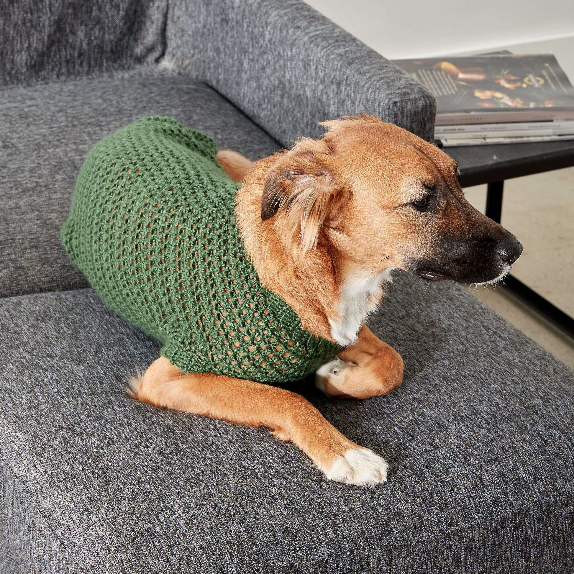 Knitting Tutorial Easy Dog Sweater Pattern Dog Hoodie Easy Crochet