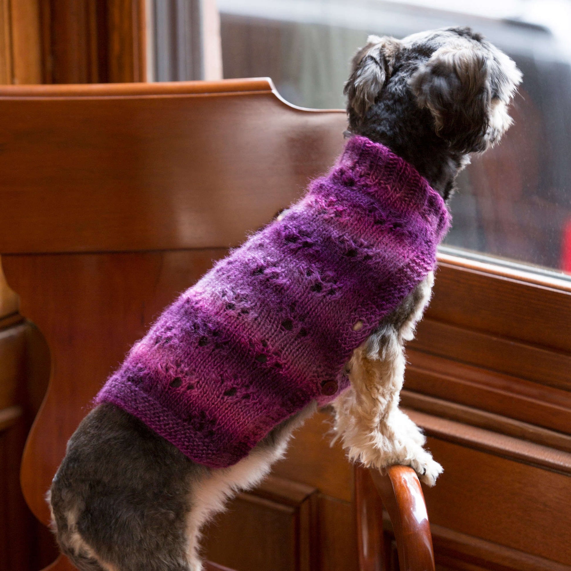 Free Red Heart Knit Paw Print Dog Sweater Pattern